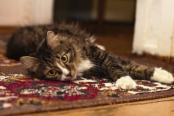 cat laying on carpet