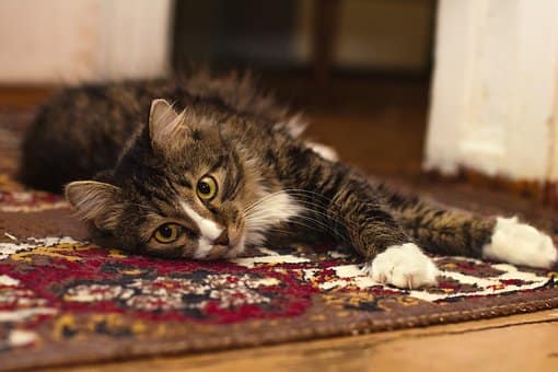 cat laying on carpet